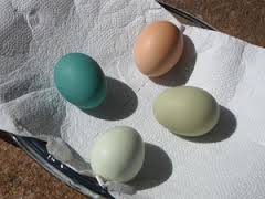 ovos coloridos